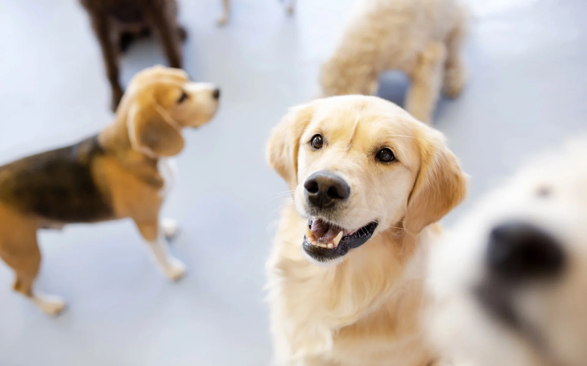 Dog Daycare and Boarding Business
