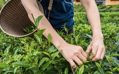 Premier Kona Coast Eco Retreat with Diversified Income Streams