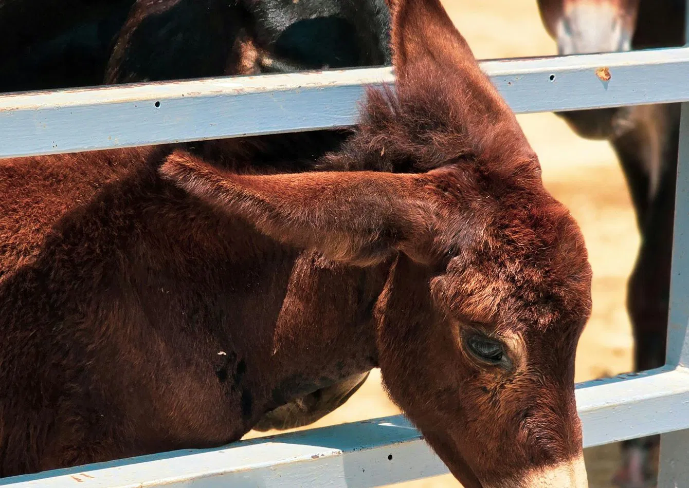 Leading Equine Equipment Manufacturer with Scalable Operations