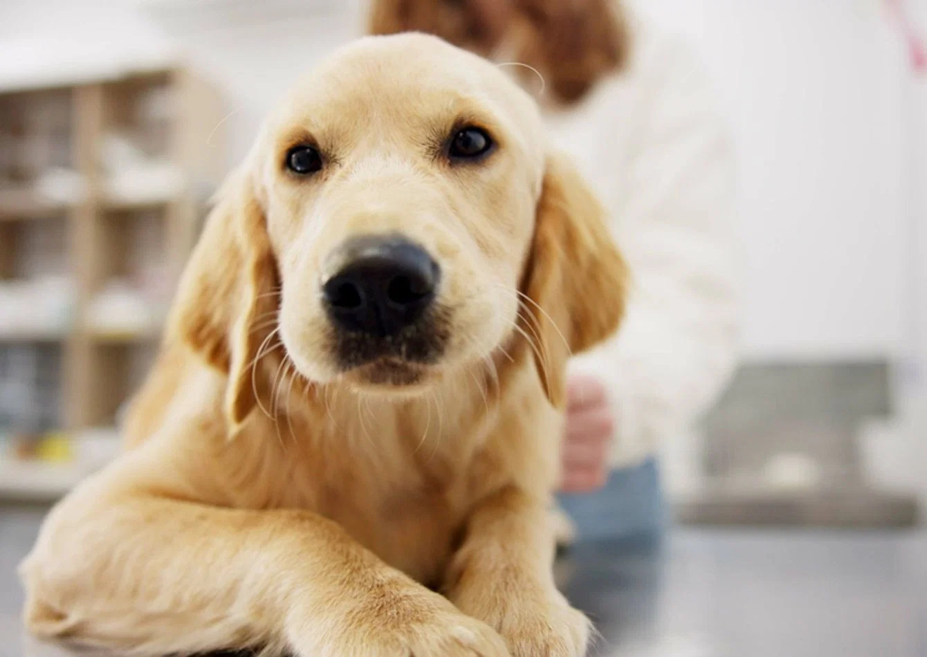 Profitable Veterinary Clinic with Advanced Surgical Capabilities