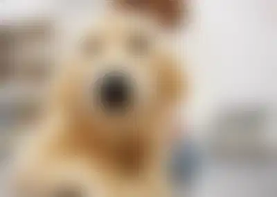 Profitable Veterinary Clinic with Advanced Surgical Capabilities