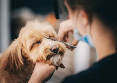 Complete Mobile Pet Grooming Equipment Package with Exclusive Territory