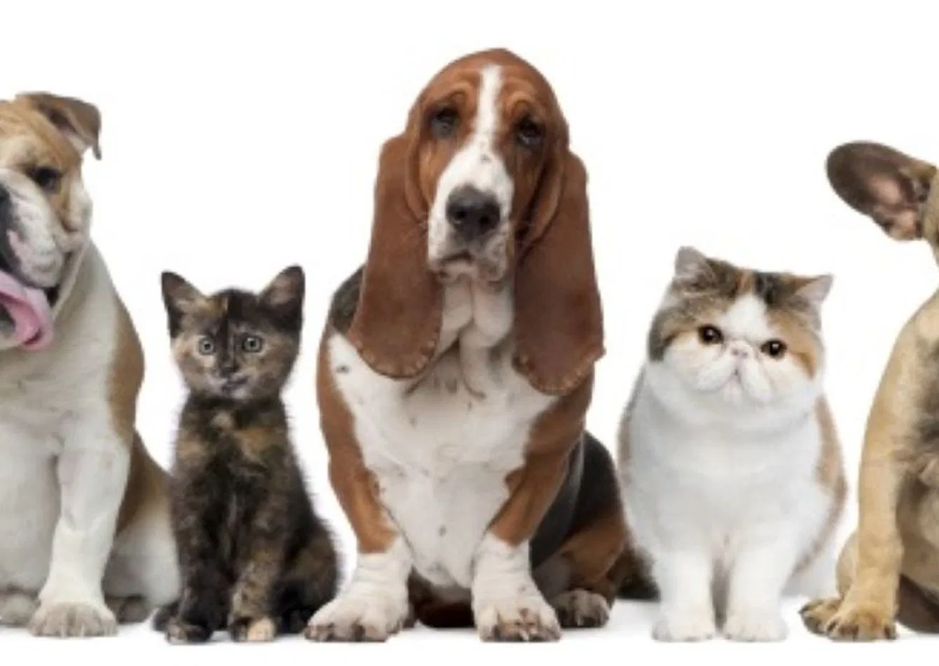 Established Veterinary Practice with Comprehensive Services