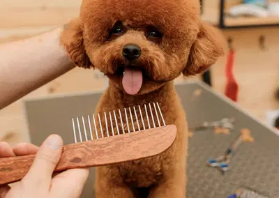 Complete Pet Grooming Equipment Package with Retail Inventory