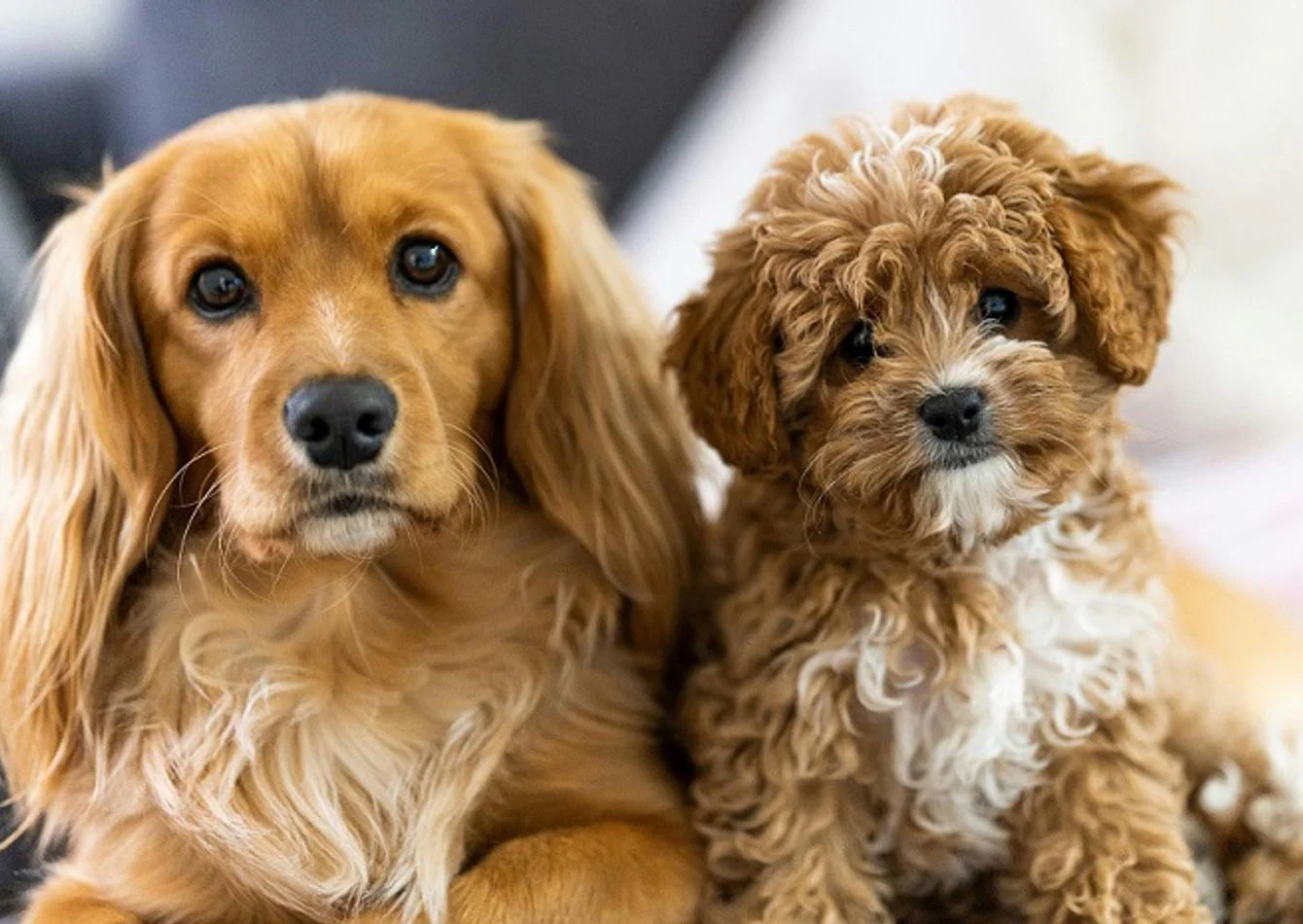 Established Pet Store with Consistent Revenue