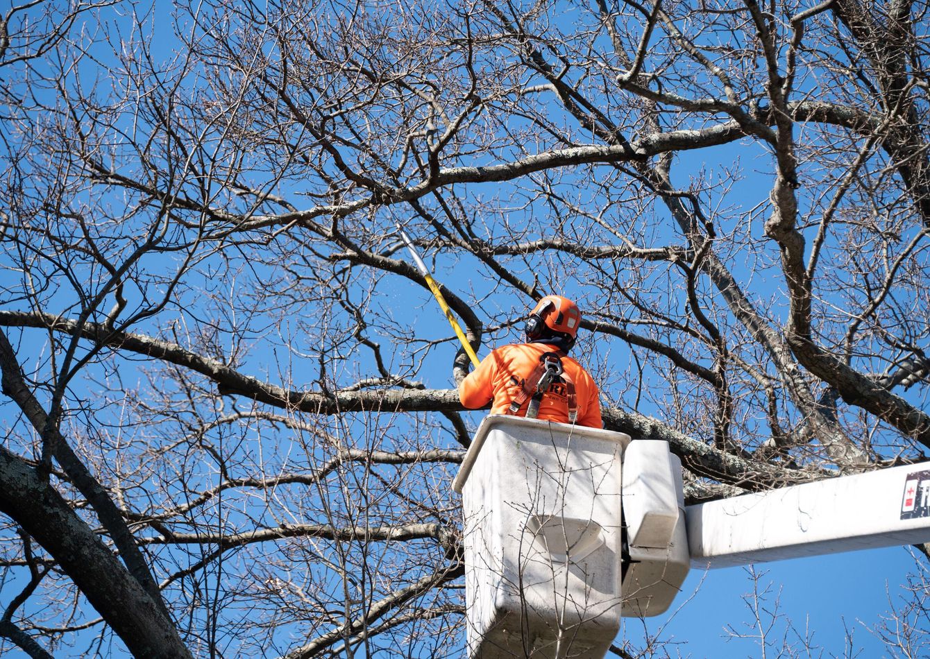 Complete Tree Service Equipment Package with Commercial Grade Assets
