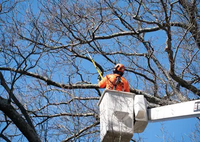 Complete Tree Service Equipment Package with Commercial Grade Assets