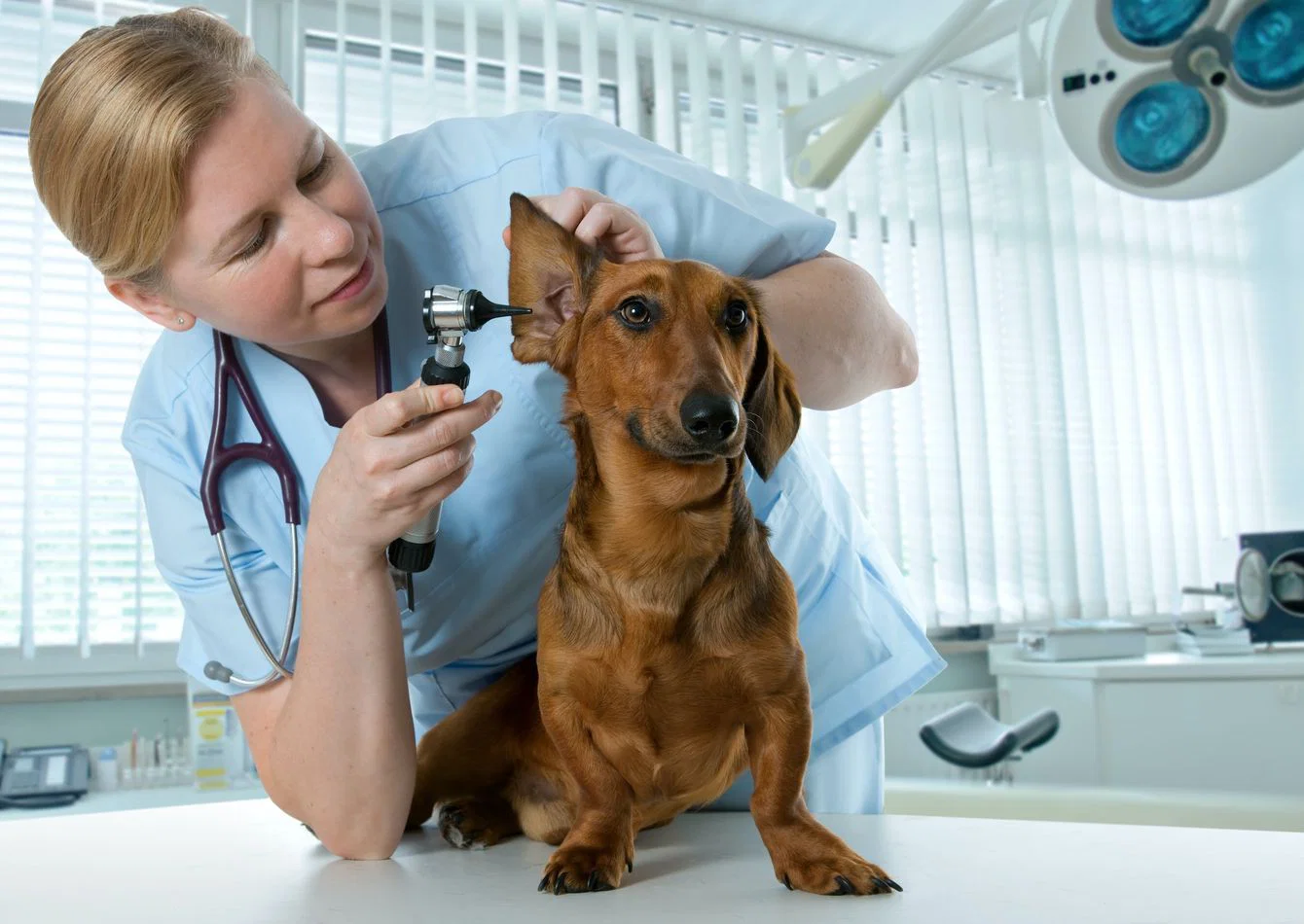 Established Animal Hospital with a Loyal Client Base