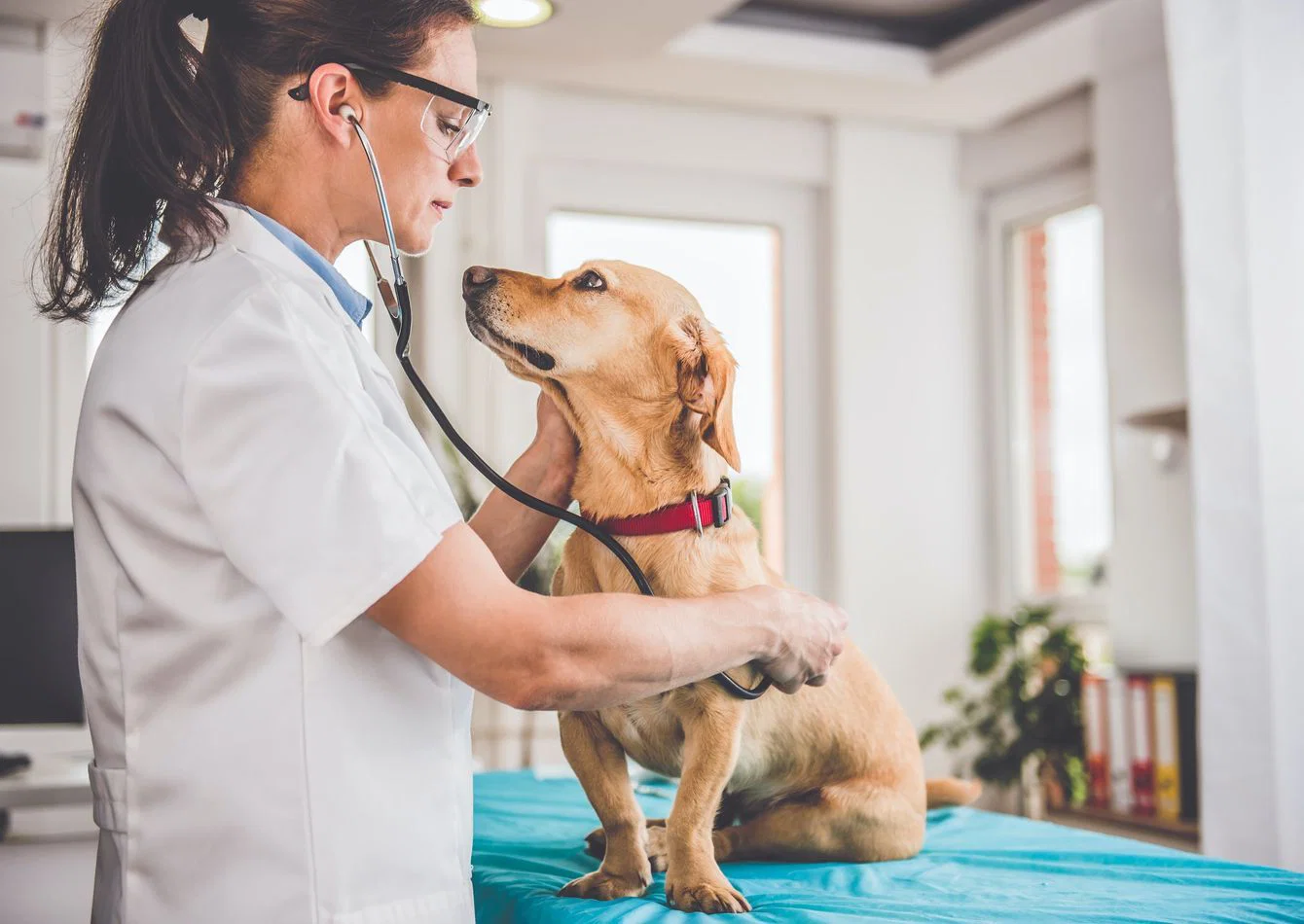 Established Animal Hospital with a Loyal Client Base