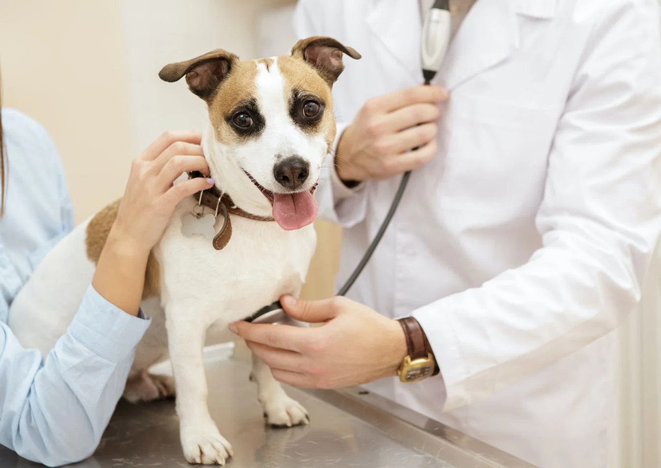 Established Animal Hospital with a Loyal Client Base