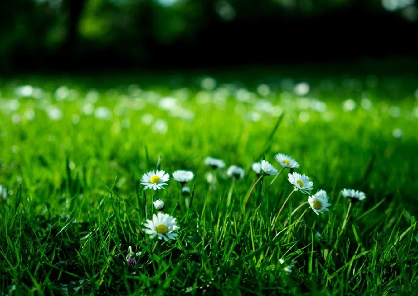 Leading Lawn Care Franchise with Proprietary Product Innovation