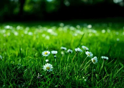 Leading Lawn Care Franchise with Proprietary Product Innovation