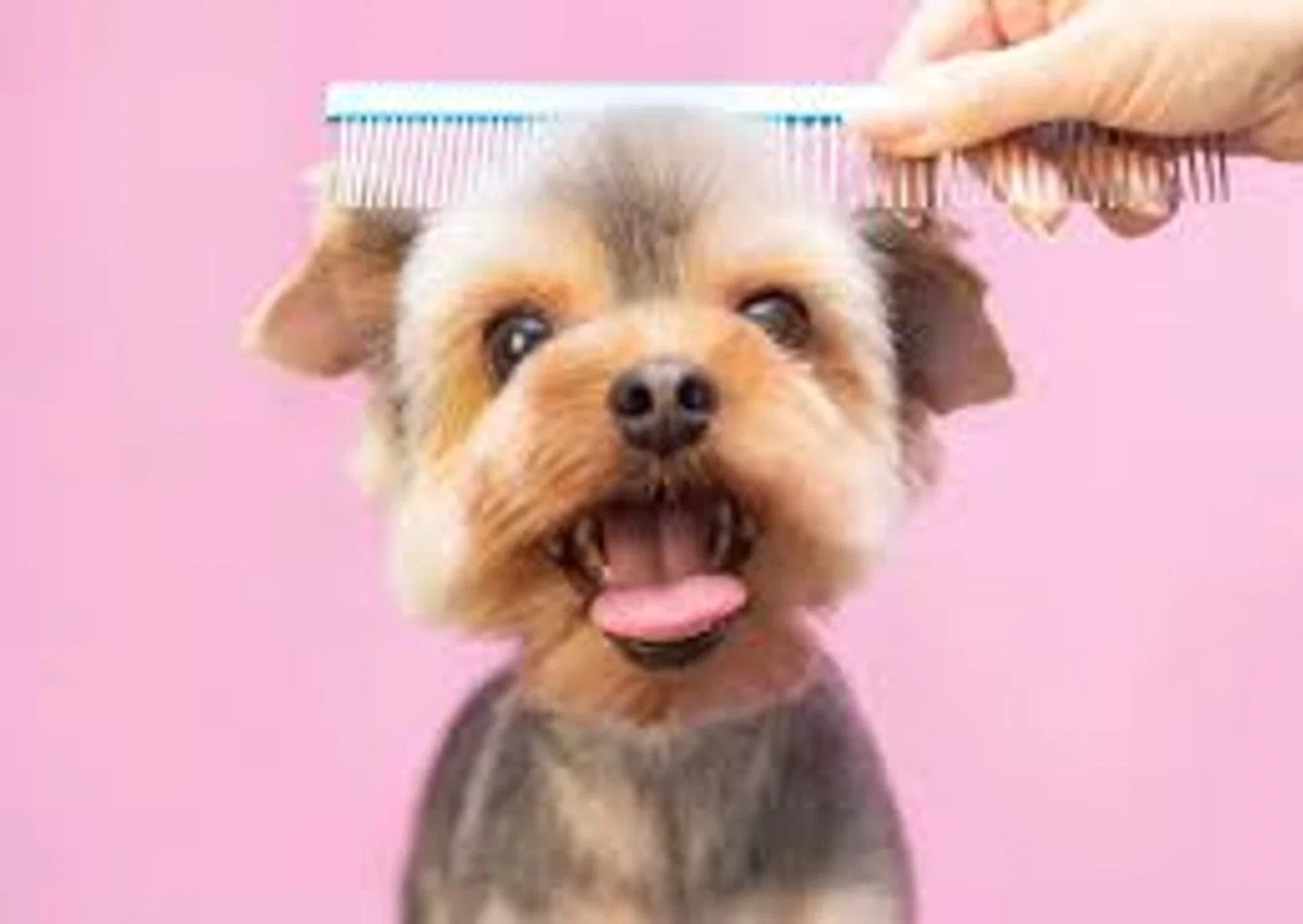 Award Winning Pet Grooming Business with Loyal Clientele
