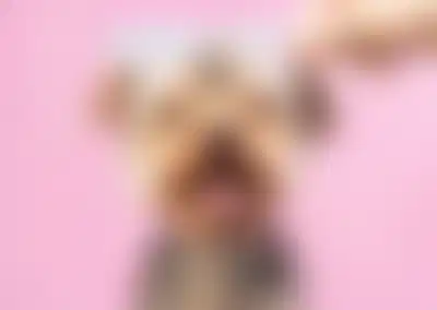 Award Winning Pet Grooming Business with Loyal Clientele