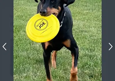 Leading Outdoor Pest Control Franchise with High Volume Operations