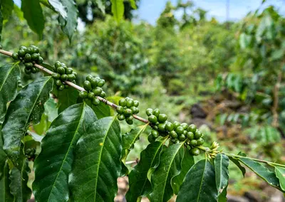 Premier Kona Coffee Farm with Historic Mill and Brand