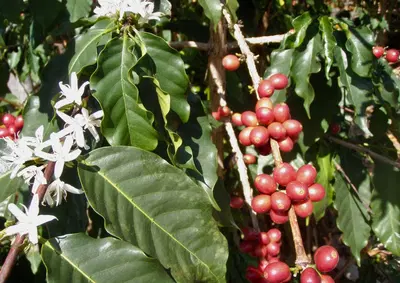 Premier Kona Coffee Farm with Historic Mill and Brand