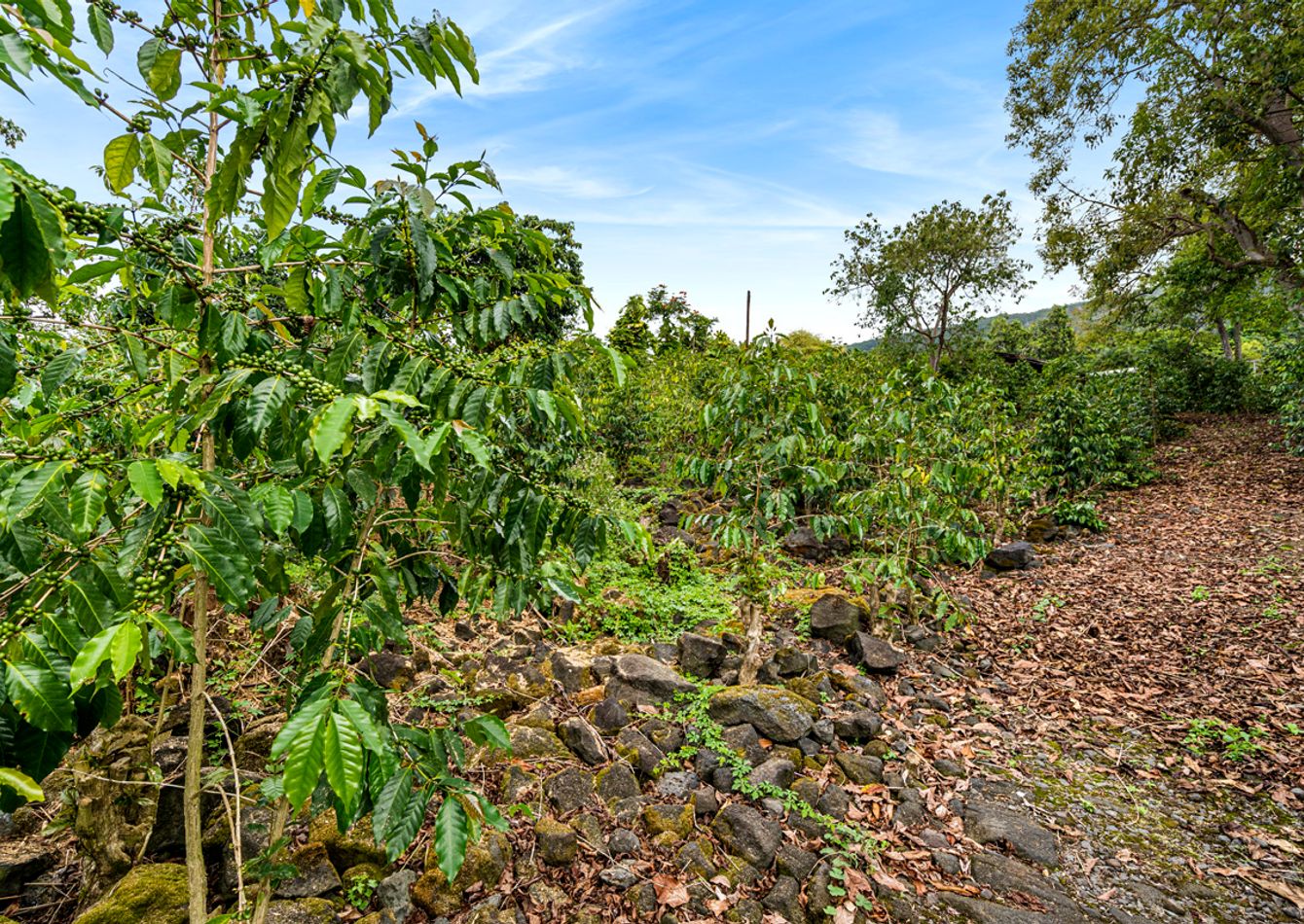 Premier Kona Coffee Estate with Assumable Lease Income
