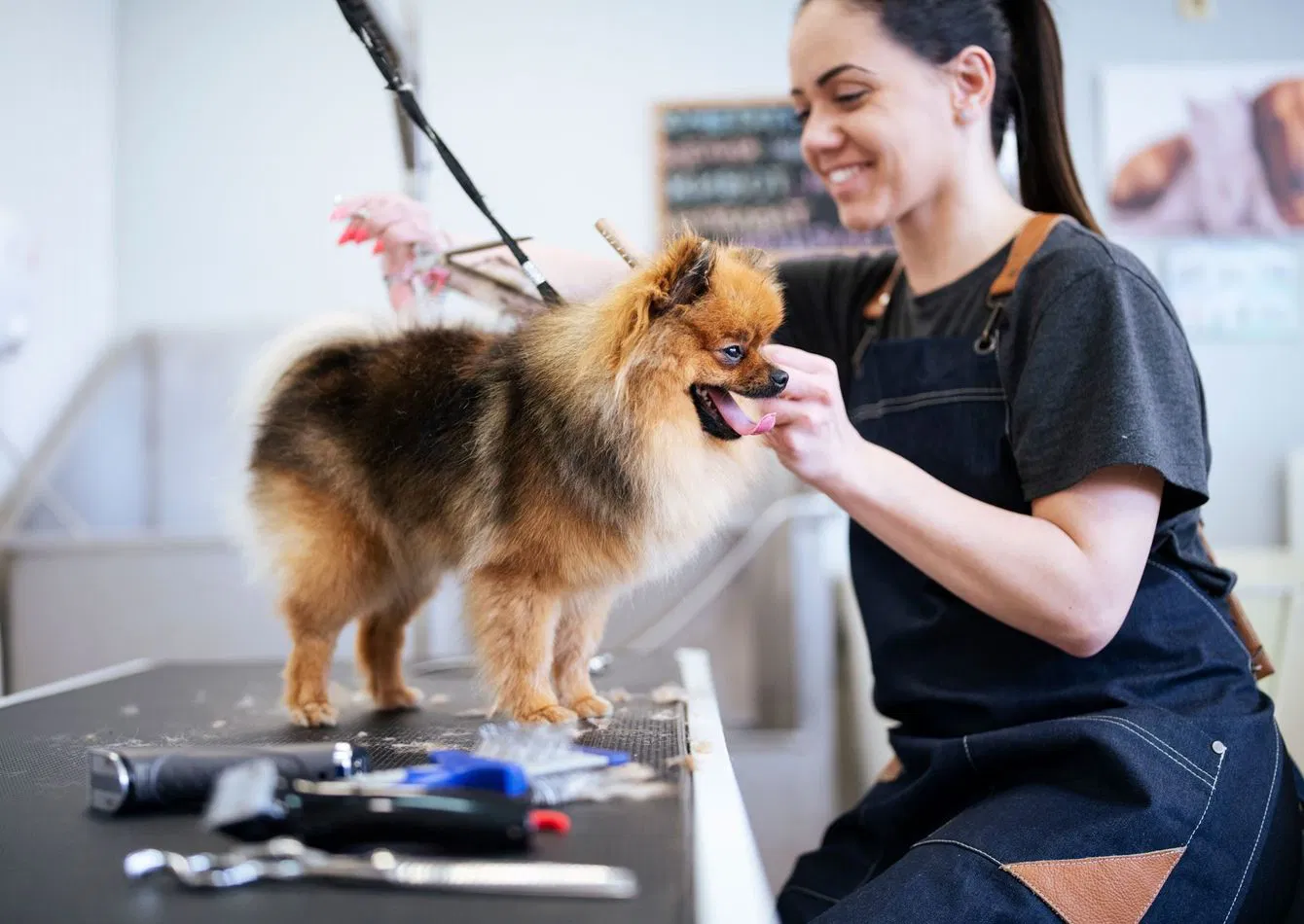 Turnkey Pet Grooming and Retail Shop with Growth Potential
