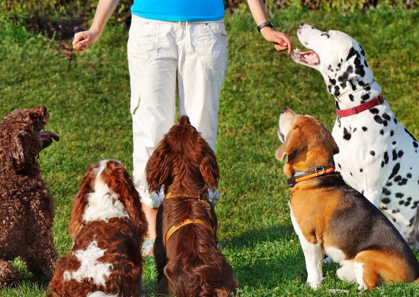 Turnkey Pet Boarding and Daycare with Included Real Estate