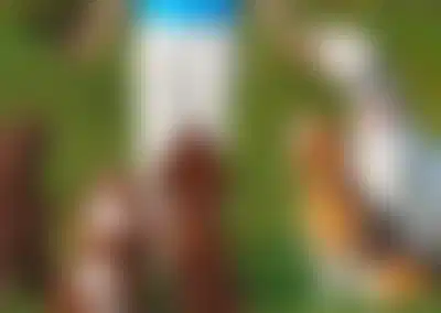 Turnkey Pet Boarding and Daycare with Included Real Estate