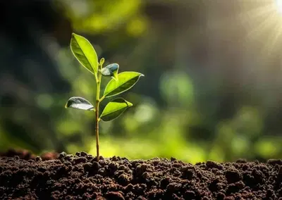 Complete Tree Farm Asset Collection with High Value Inventory