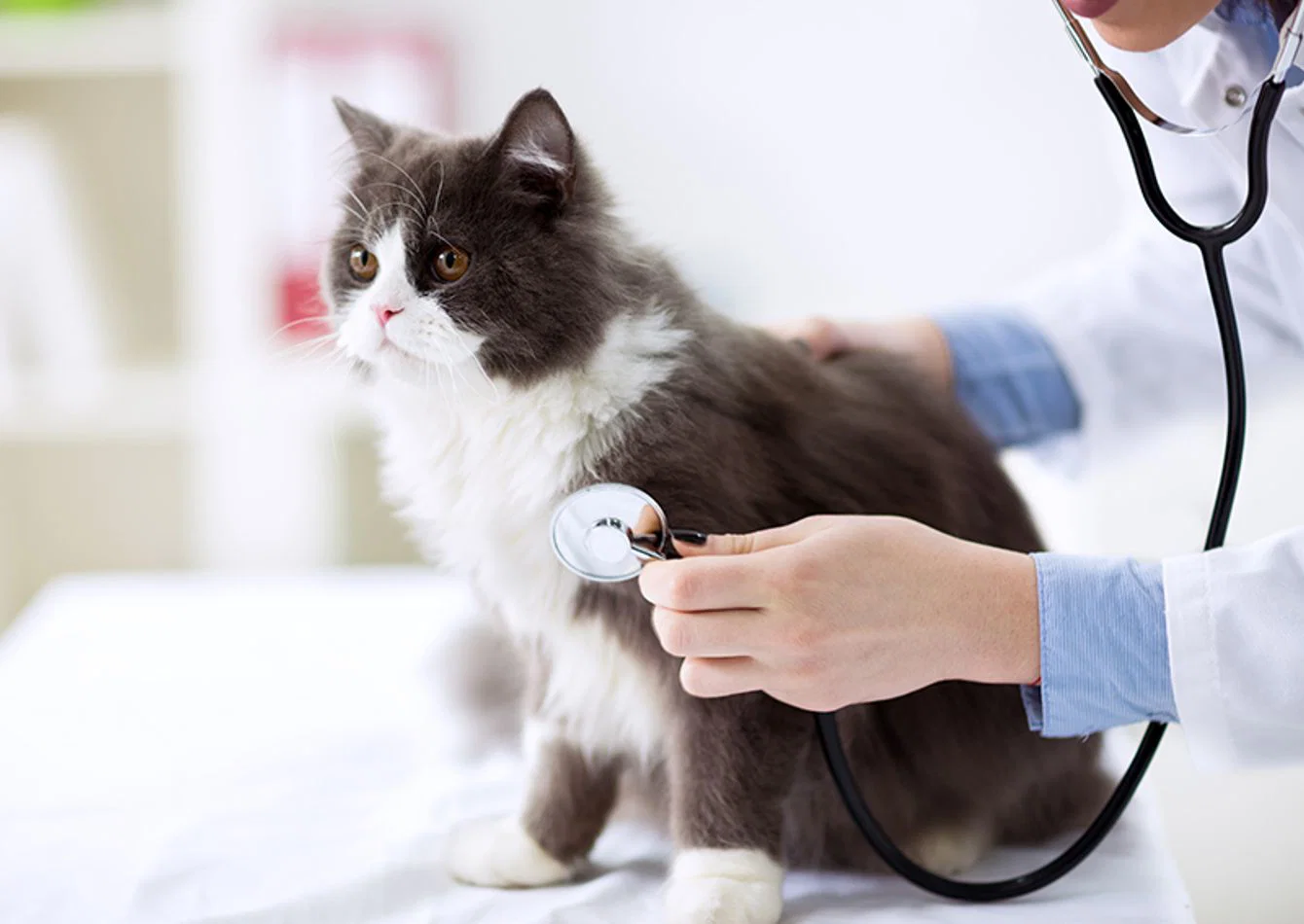 Complete Veterinary Clinic Equipment Package with Real Estate