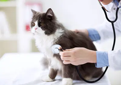 Complete Veterinary Clinic Equipment Package with Real Estate