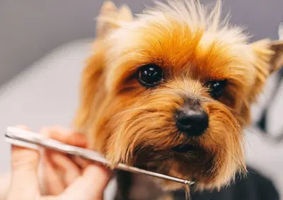 Profitable Pet Grooming Salon with Loyal Clientele