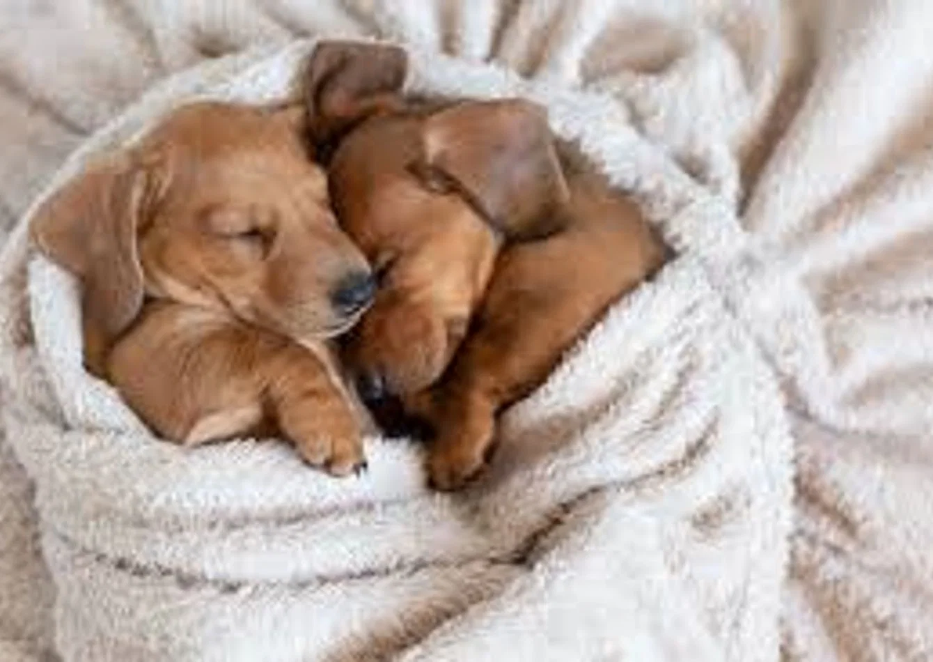 Profitable Pet Service Franchise with Remote Operations