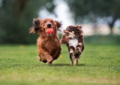 Thriving Franchised Pet Store with Impressive Growth