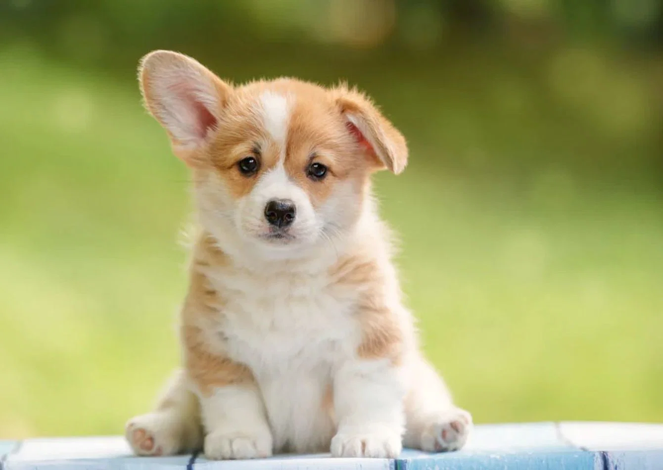 Complete Pet Store Assets with High Value Inventory and Fixtures