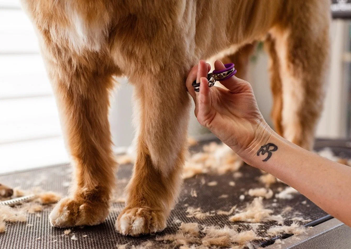 Thriving Pet Spa Grooming Service with Recurring Memberships