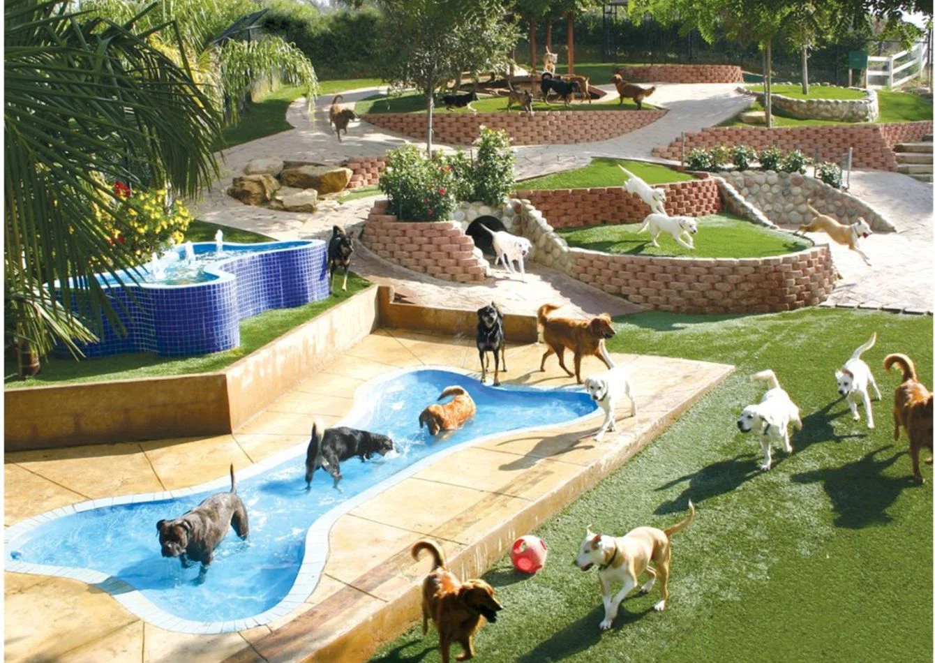 Complete Pet Resort Equipment Package with Real Estate