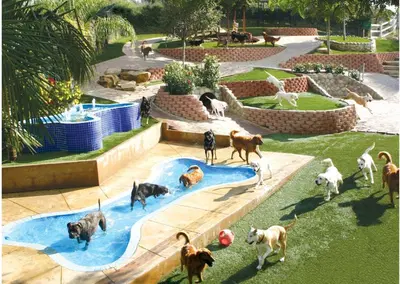 Complete Pet Resort Equipment Package with Real Estate