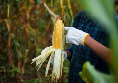 Established Grain Elevator with Rail Transport Potential