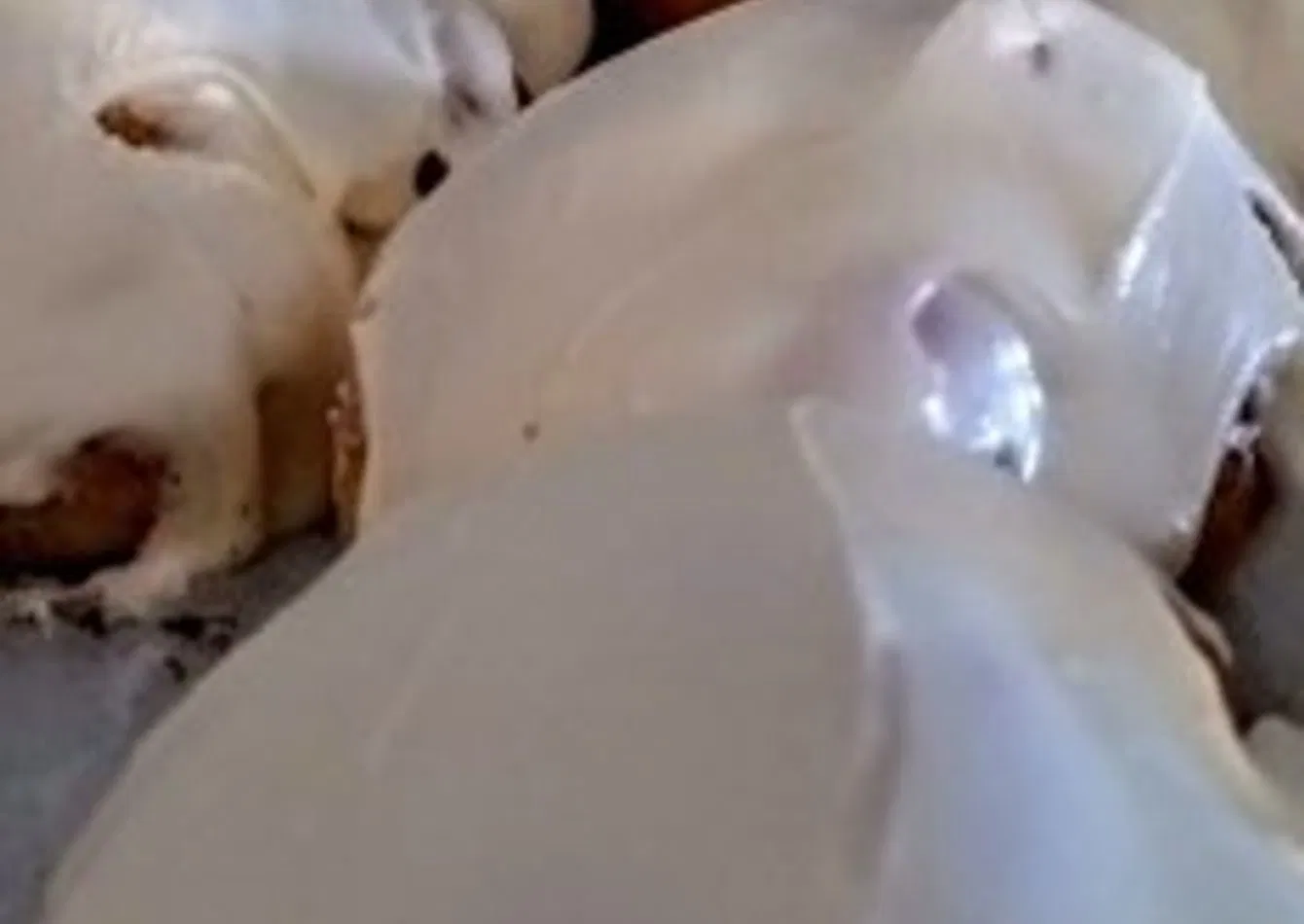 Established Bakery with Original Recipes