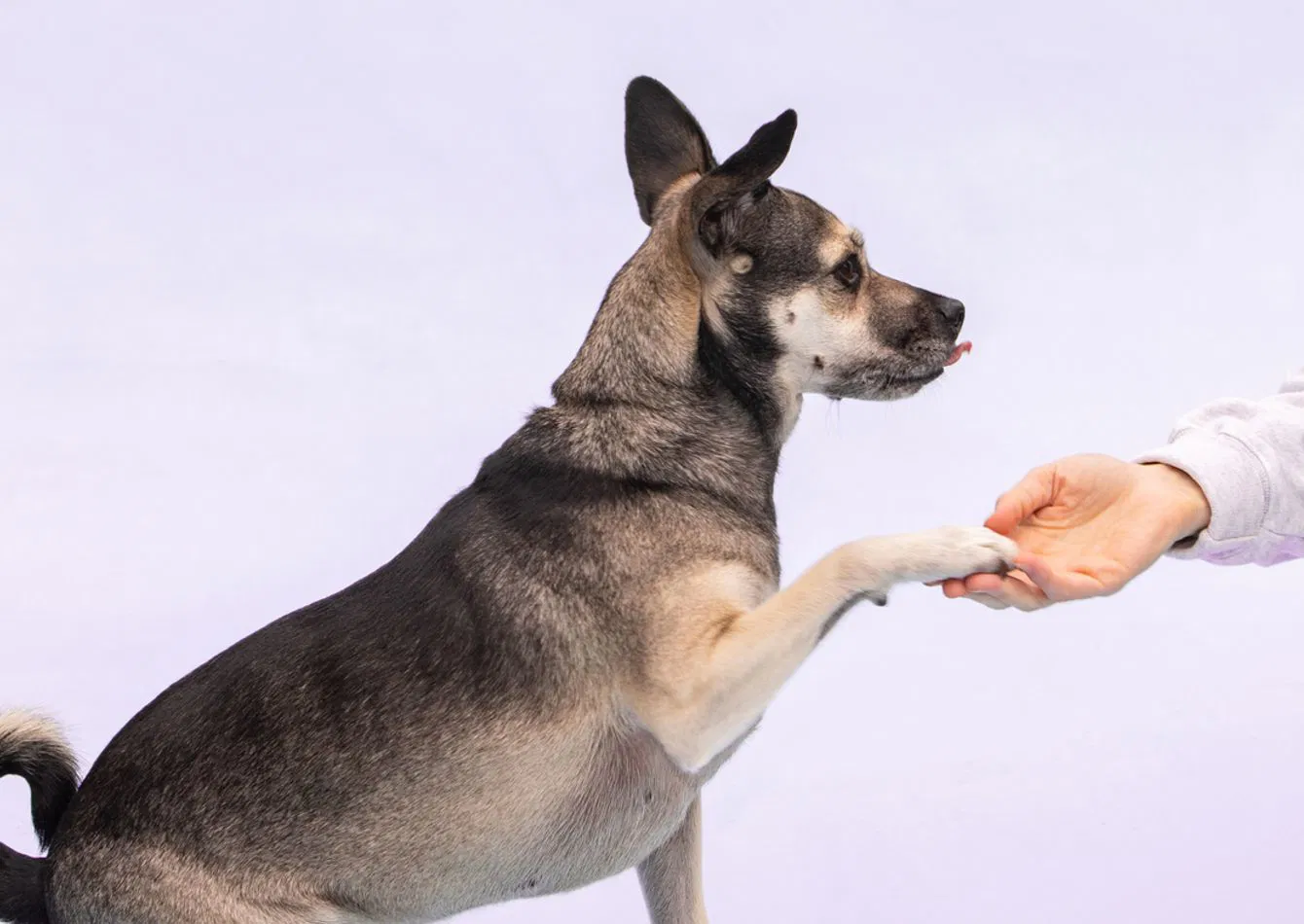 Profitable Dog Training Business with Absentee Ownership