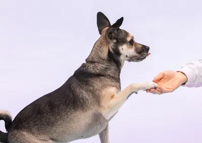 Profitable Dog Training Business with Absentee Ownership