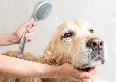 Established Pet Grooming Business with Turnkey Operations