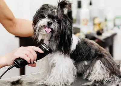 Established Pet Grooming Business with Turnkey Operations