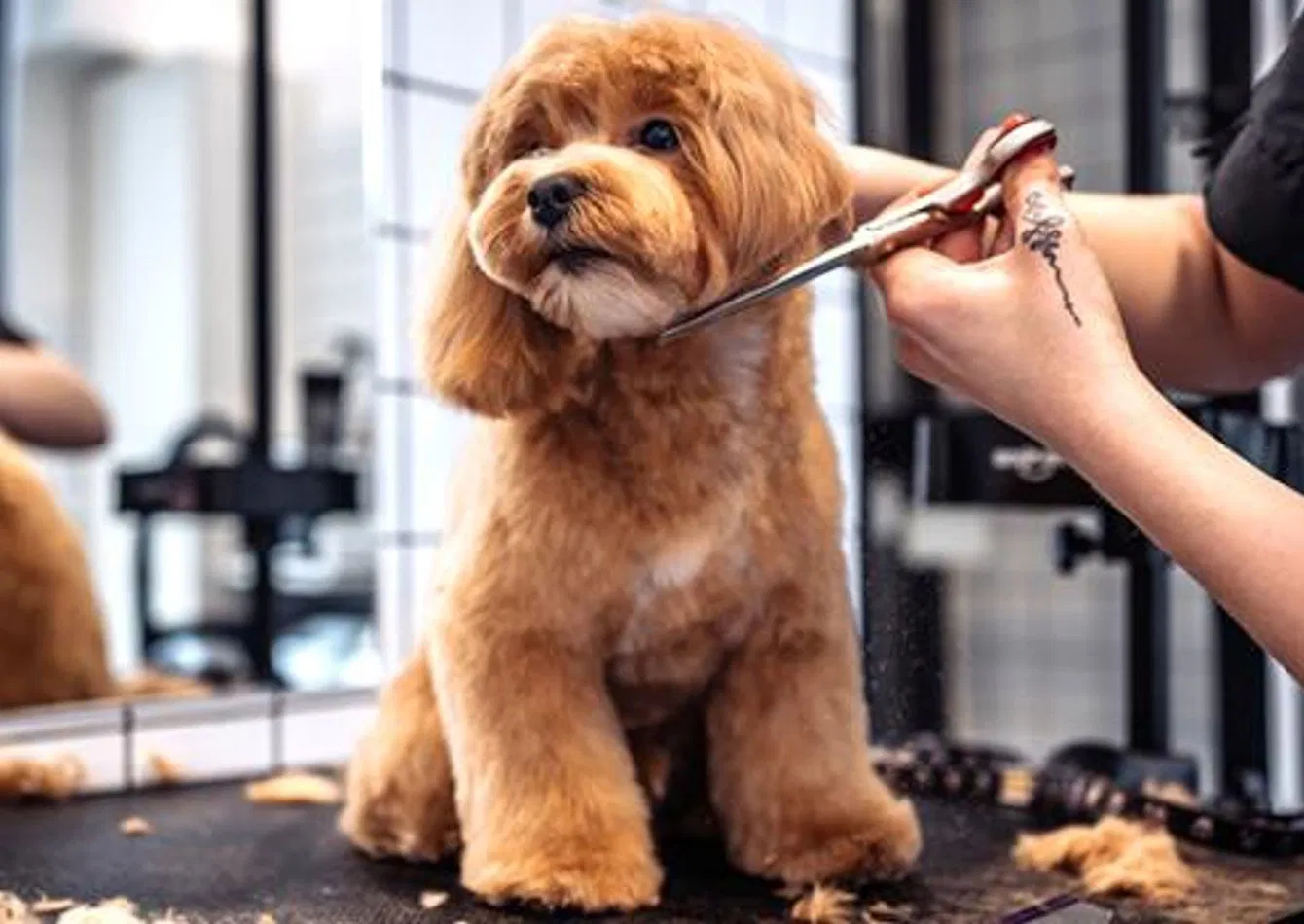 Established Pet Grooming Business with Turnkey Operations
