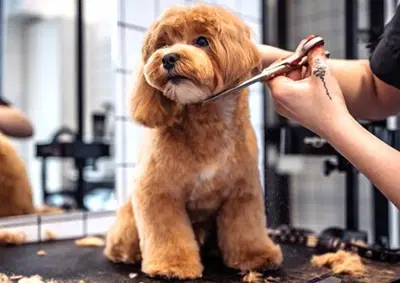 Established Pet Grooming Business with Turnkey Operations