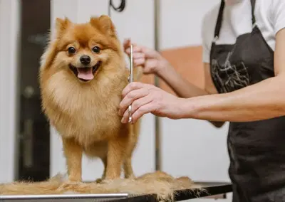 Complete Pet Salon Equipment Package with High End Fixtures