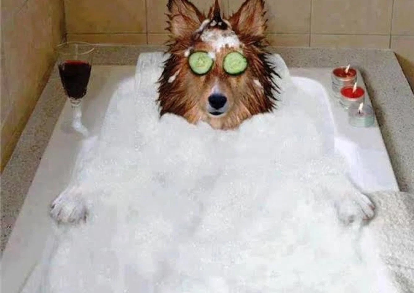Complete Pet Spa Boutique Asset Package with High Value FFE
