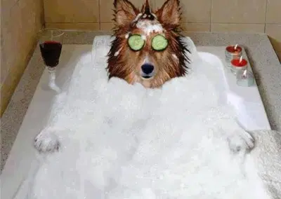 Complete Pet Spa  Boutique Asset Package with High Value FFE