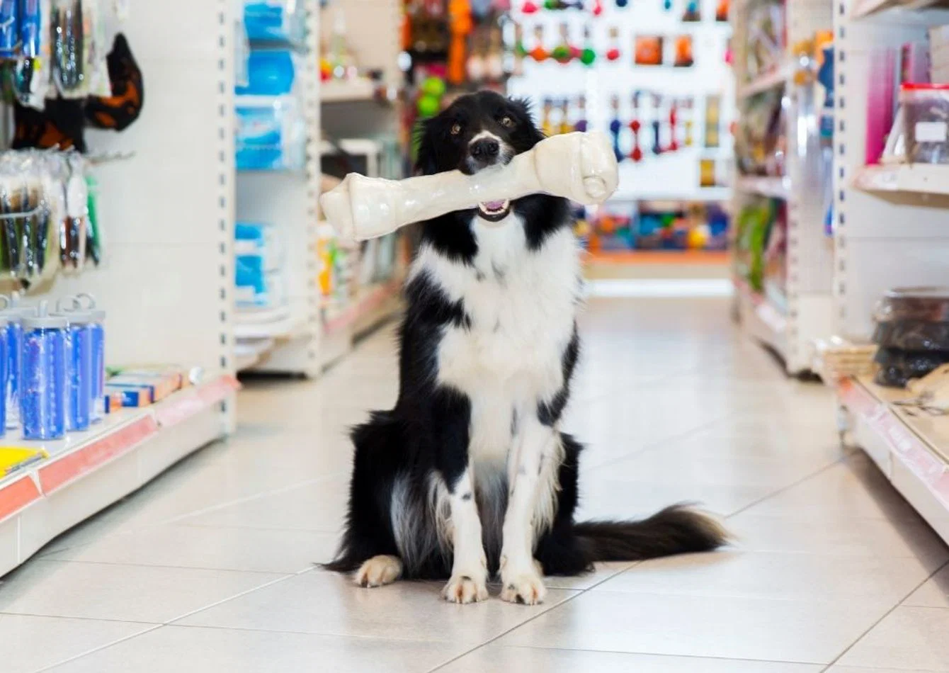 Complete Pet Store Asset Package with Well Maintained Fixtures