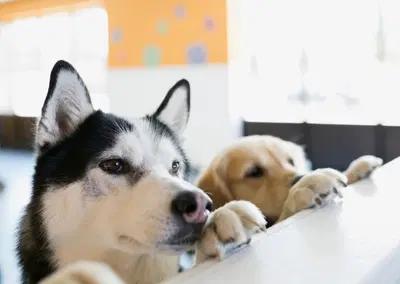 Complete Dog Daycare Equipment Package with Well Maintained Fixtures
