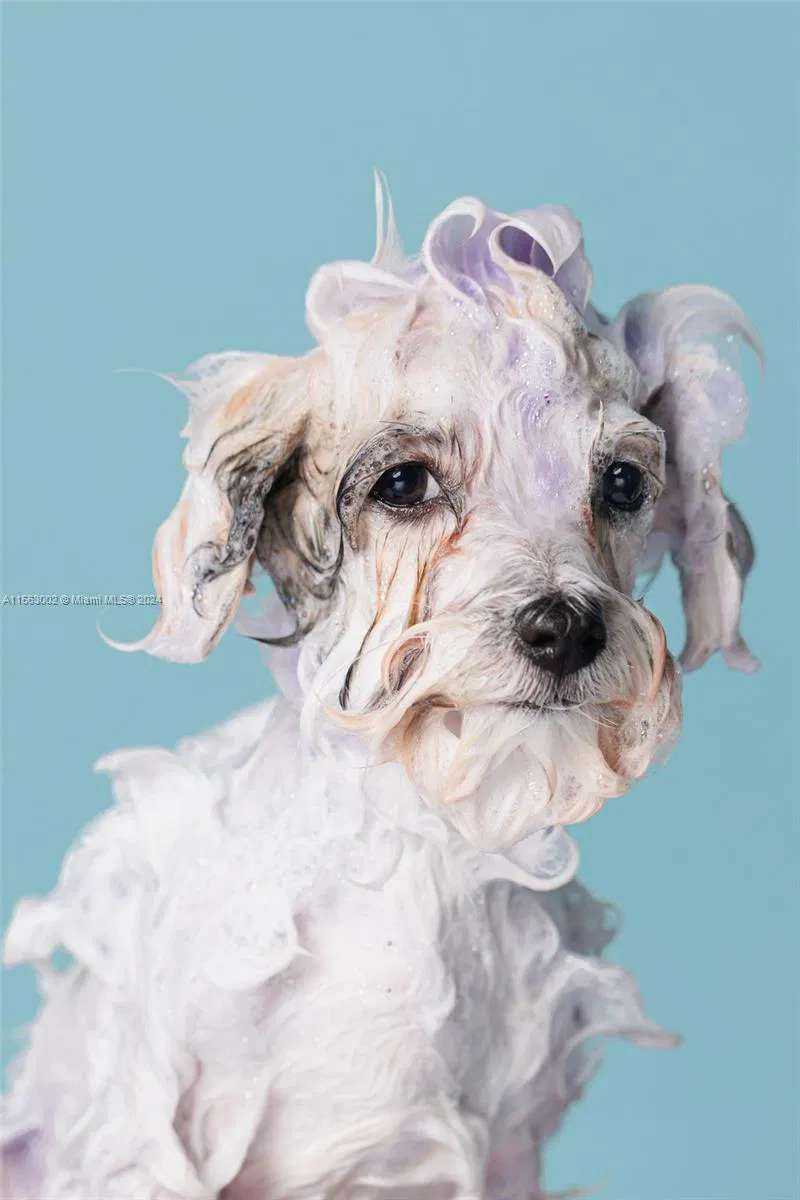 Turnkey Pet Grooming Business with Real Estate Included