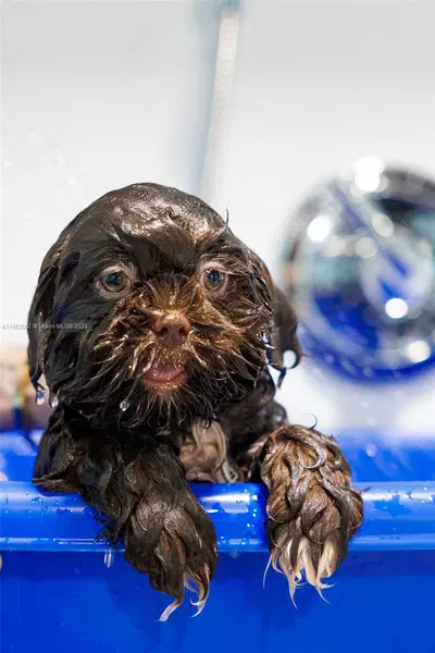 Turnkey Pet Grooming Business with Real Estate Included